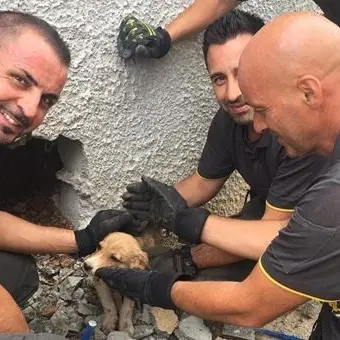 Cagnolina incastrata in intercapedine salvata dai vigili del fuoco nel Lametino