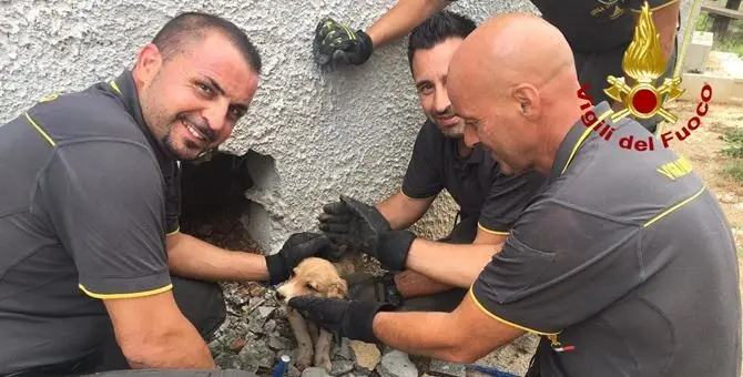 Cagnolina incastrata in intercapedine salvata dai vigili del fuoco nel Lametino