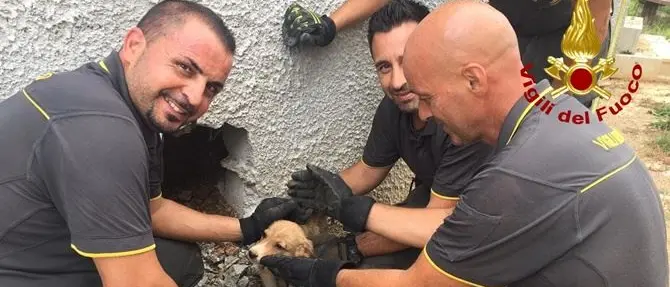 Cagnolina incastrata in intercapedine salvata dai vigili del fuoco nel Lametino
