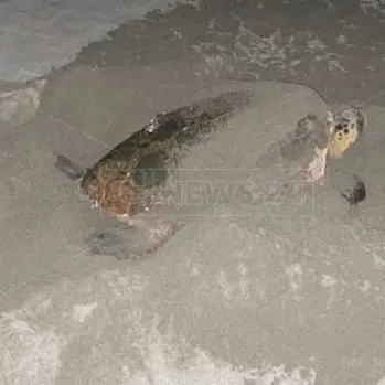 Spettacolo a Nocera, mamma tartaruga depone le uova in spiaggia: il video