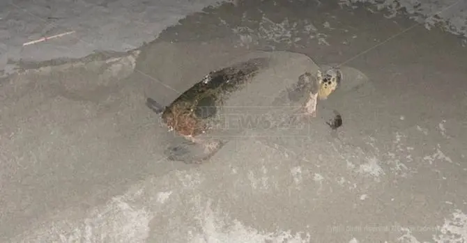 Spettacolo a Nocera, mamma tartaruga depone le uova in spiaggia: il video