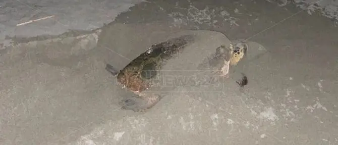 Spettacolo a Nocera, mamma tartaruga depone le uova in spiaggia: il video