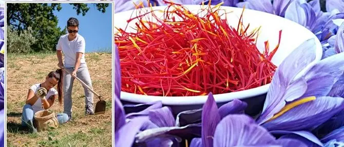 L’oro di Calabria: lo zafferano del re si coltiva a Castiglione Cosentino