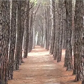 Alla scoperta della natura in Calabria con le notti bianche della biodiversità