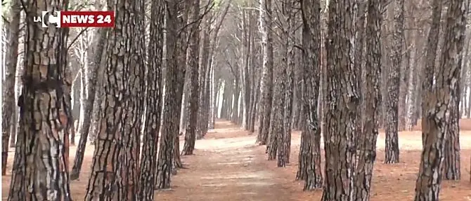 Alla scoperta della natura in Calabria con le notti bianche della biodiversità