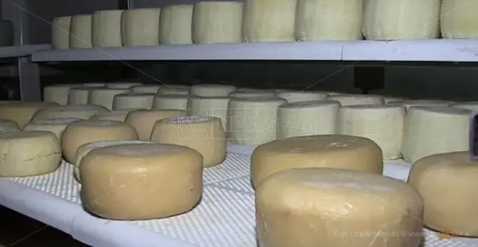 Il pecorino di Monte Poro pronto a conquistare il mercato estero