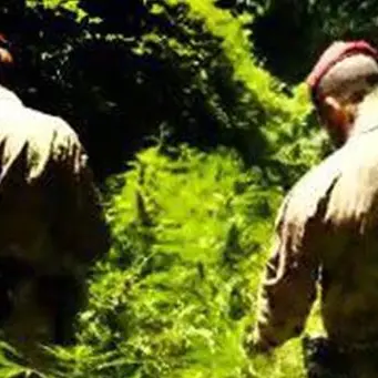 Droga, nuovo colpo ai trafficanti della Piana di Gioia Tauro: scoperte mille piante di cannabis a Cinquefrondi