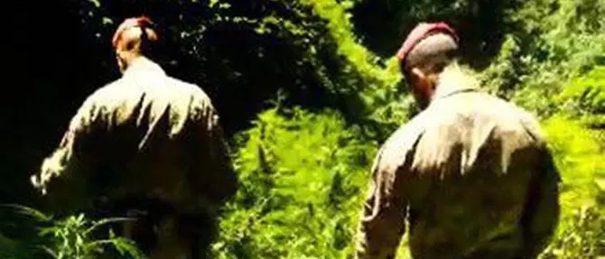 Droga, nuovo colpo ai trafficanti della Piana di Gioia Tauro: scoperte mille piante di cannabis a Cinquefrondi