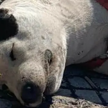 Morte tre cagnoline legate e abbandonate sotto il sole, le associazioni: «Inaccettabile»