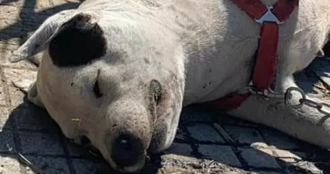 Morte tre cagnoline legate e abbandonate sotto il sole, le associazioni: «Inaccettabile»