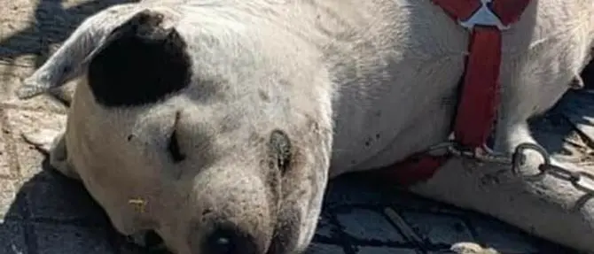 Morte tre cagnoline legate e abbandonate sotto il sole, le associazioni: «Inaccettabile»
