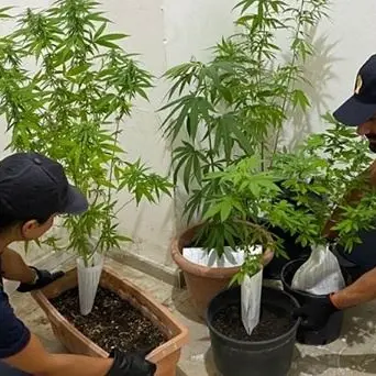 Crotone, polizia interviene per lite in famiglia e trova piante di marijuana in casa