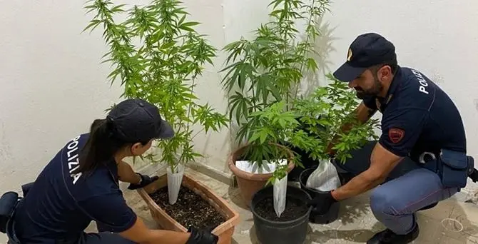 Crotone, polizia interviene per lite in famiglia e trova piante di marijuana in casa