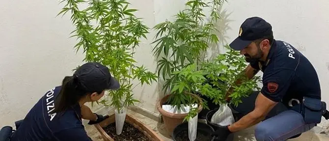 Crotone, polizia interviene per lite in famiglia e trova piante di marijuana in casa