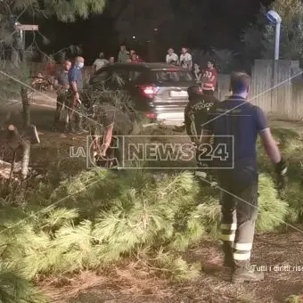 Corigliano Rossano, cade un albero e sfiora i passanti: tragedia evitata per un soffio