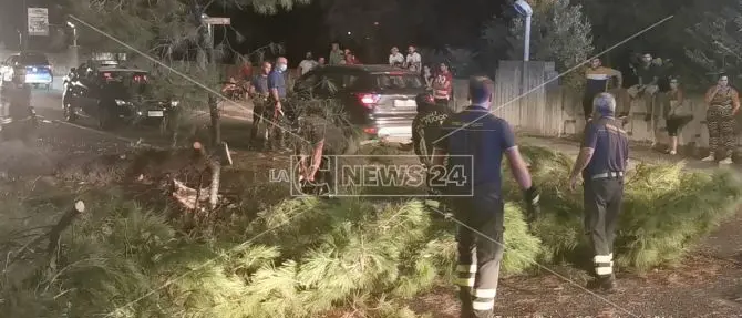 Corigliano Rossano, cade un albero e sfiora i passanti: tragedia evitata per un soffio