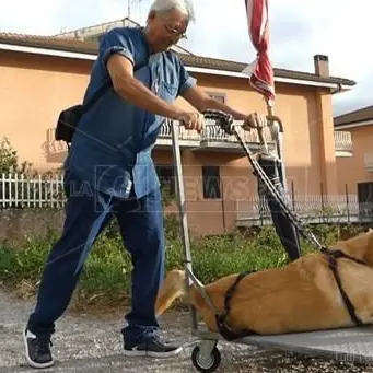 Vibo: è morto il padrone di Dylan, il labrador che aveva commosso l’Italia