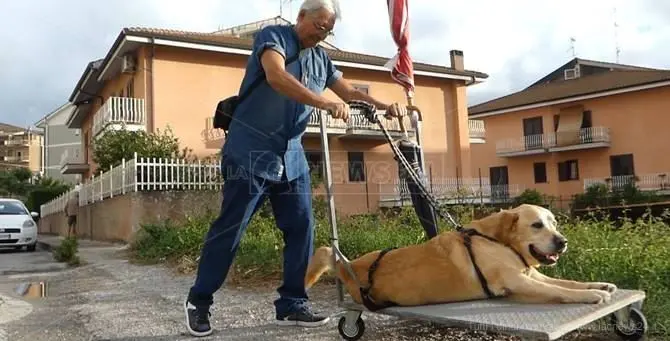 Vibo: è morto il padrone di Dylan, il labrador che aveva commosso l’Italia