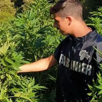 Saracena, scoperta una piantagione di marijuana in una zona di montagna disabitata