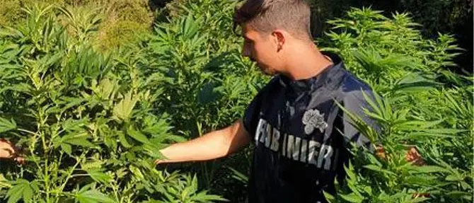 Saracena, scoperta una piantagione di marijuana in una zona di montagna disabitata