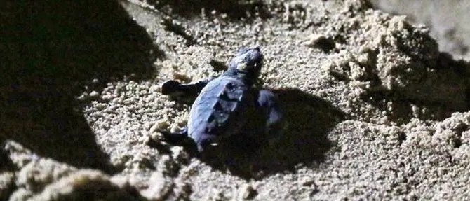 Belvedere Marittimo, tartarughe appena nate salvate dai residenti: attirate dalle luci delle case