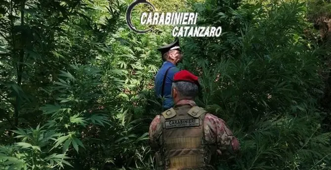 Scoperte e distrutte due piantagioni di marijuana nel Catanzarese