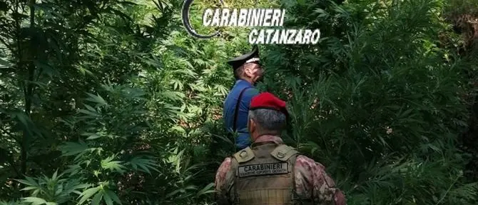 Scoperte e distrutte due piantagioni di marijuana nel Catanzarese