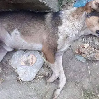 Cane ucciso a colpi di fucile: orrore nelle campagne del Cosentino