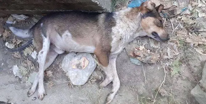Cane ucciso a colpi di fucile: orrore nelle campagne del Cosentino