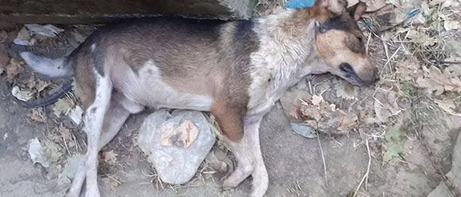 Cane ucciso a colpi di fucile: orrore nelle campagne del Cosentino
