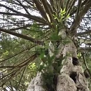 Gli alberi monumentali d’Italia su Google maps: l’elenco dei giganti della terra