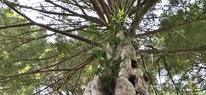 Gli alberi monumentali d’Italia su Google maps: l’elenco dei giganti della terra