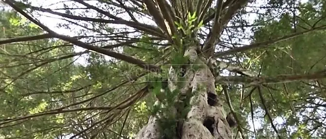 Gli alberi monumentali d’Italia su Google maps: l’elenco dei giganti della terra