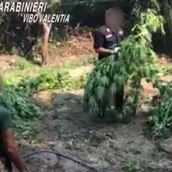 Due piantagioni di marijuana scoperte nel Vibonese: in manette un 20enne