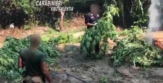 Due piantagioni di marijuana scoperte nel Vibonese: in manette un 20enne