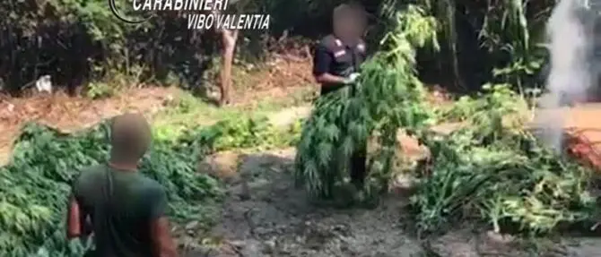 Due piantagioni di marijuana scoperte nel Vibonese: in manette un 20enne