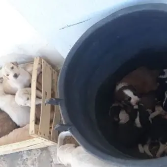 Corigliano, 17 cuccioli abbandonati all'ingresso della villa comunale