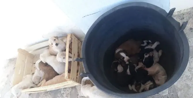 Corigliano, 17 cuccioli abbandonati all'ingresso della villa comunale