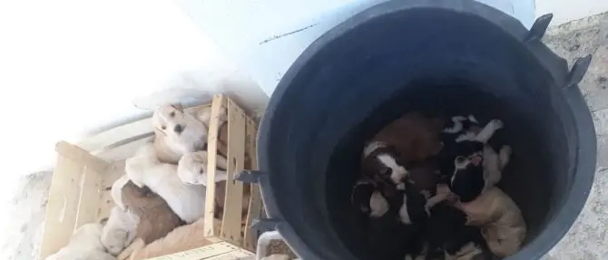 Corigliano, 17 cuccioli abbandonati all'ingresso della villa comunale