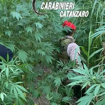 Tiriolo, scoperte e distrutte altre due piantagioni di marijuana