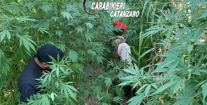 Tiriolo, scoperte e distrutte altre due piantagioni di marijuana