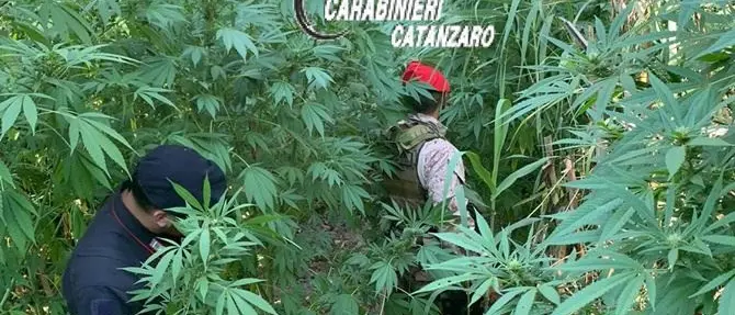 Tiriolo, scoperte e distrutte altre due piantagioni di marijuana