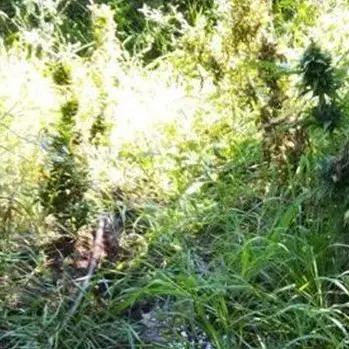 Duemila piante di marijuana rinvenute e distrutte nel Reggino