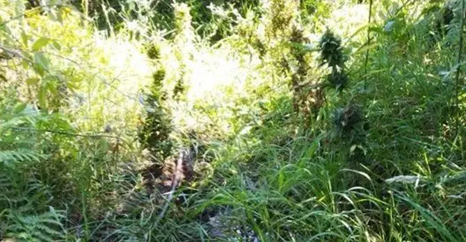 Duemila piante di marijuana rinvenute e distrutte nel Reggino