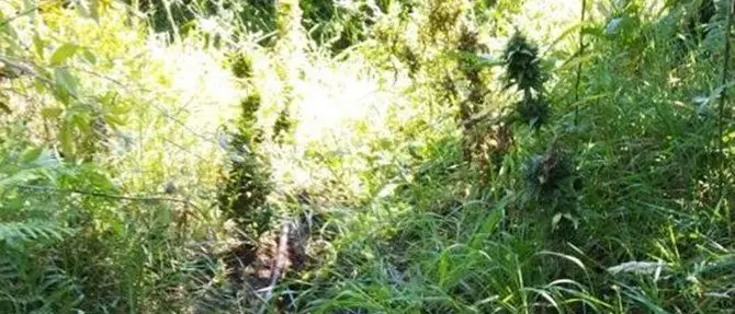 Duemila piante di marijuana rinvenute e distrutte nel Reggino