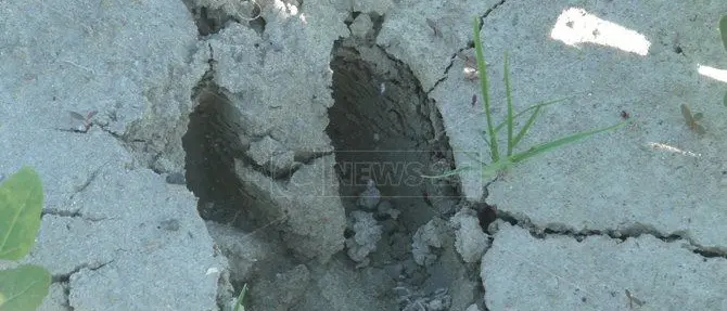 Cinghiali, in Calabria i primi 80 nuovi selettori per fronteggiare l’emergenza