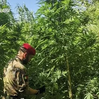 Scoperte e distrutte tre piantagioni di marijuana nella Locride
