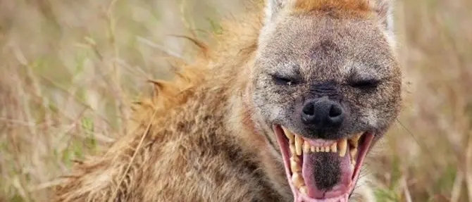 Ridono della tragedia di Crotone: sui social arrivano le iene, quelle vere