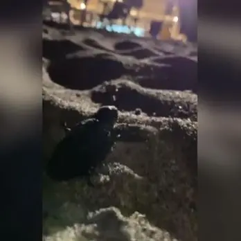Sorpresa a Nocera per la schiusa delle uova di tartaruga Caretta caretta