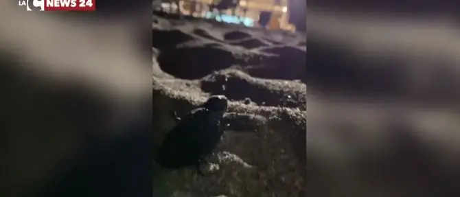 Sorpresa a Nocera per la schiusa delle uova di tartaruga Caretta caretta